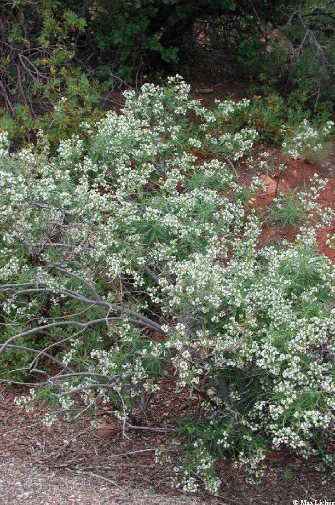 eriodictyon angustifolium