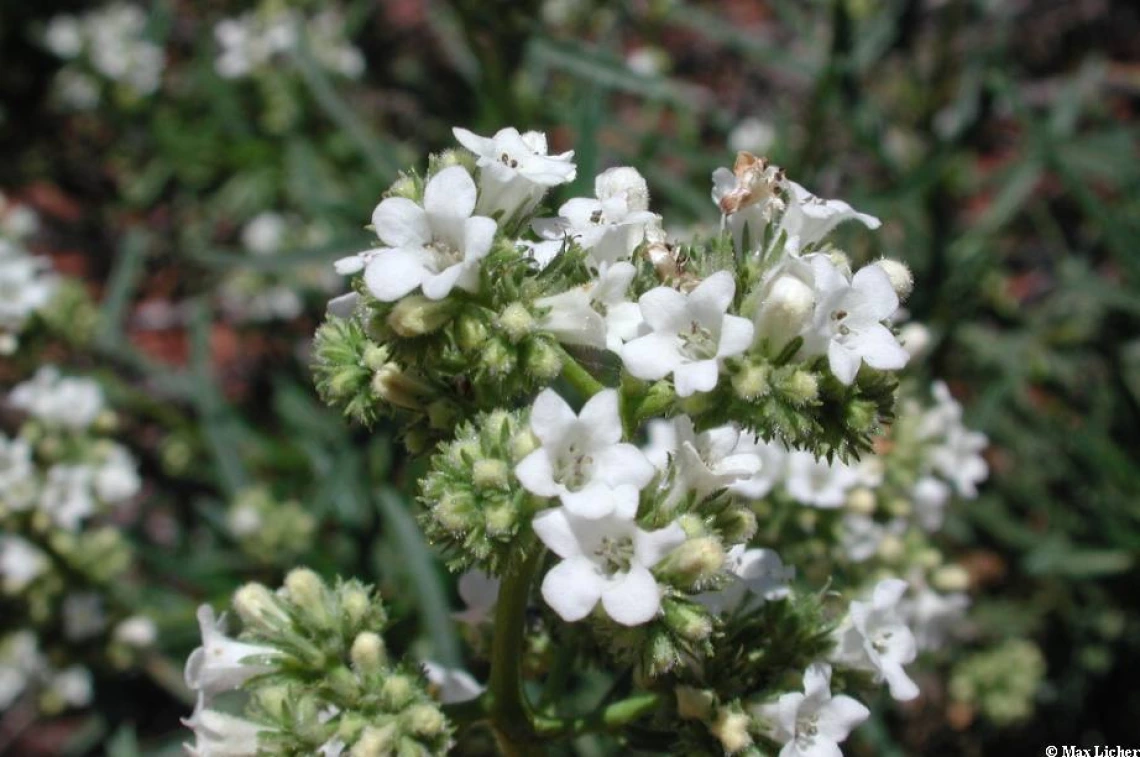 eriodictyon angustifolium