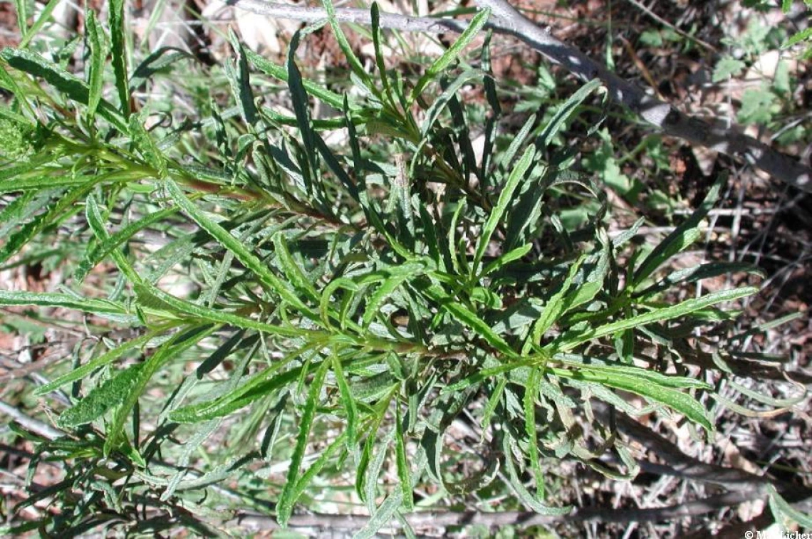 eriodictyon angustifolium