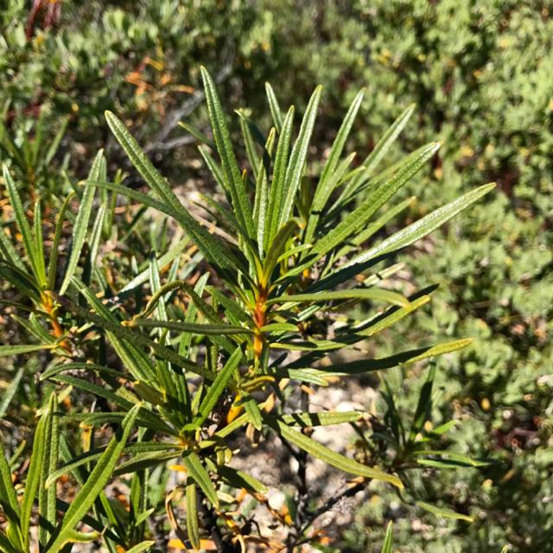 eriodictyon angustifolium